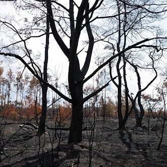 Waldbrand