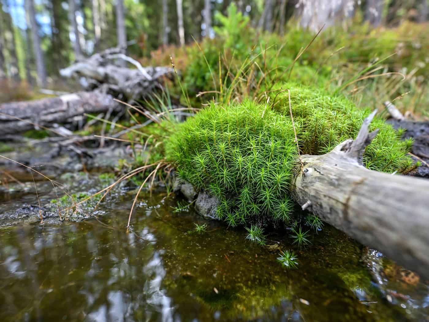 Few near-natural moors - more efforts required