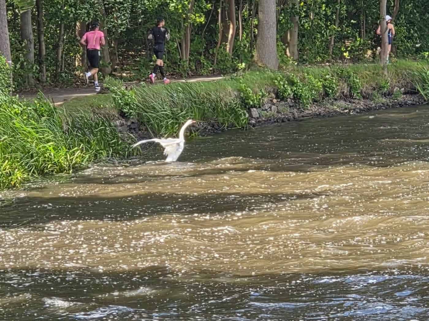 Schwan am Moritzburger Schlossteich aus misslicher Lage befreit