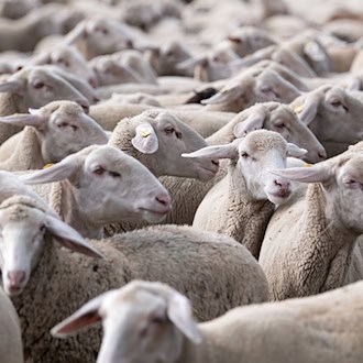Wildtierangriff? Regionalzug fährt bei Döbeln in Schafherde