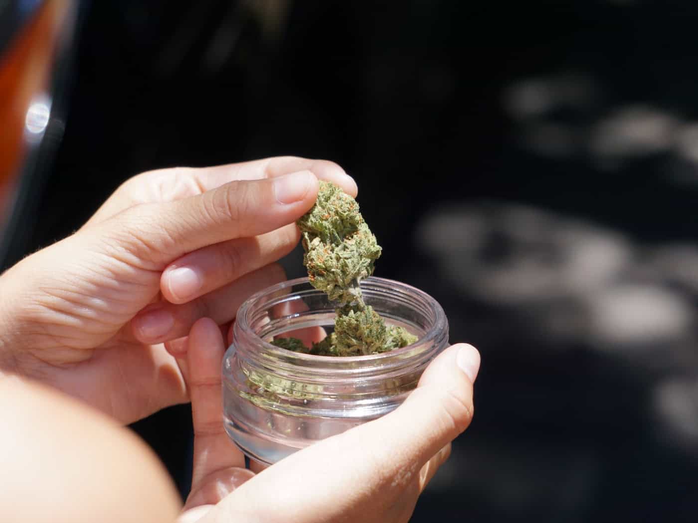 Zwei Hände halten ein kleines, durchsichtiges Glasgefäß und entnehmen eine getrocknete, hellgrüne Cannabisblüte mit feinen Härchen. Der Hintergrund ist dunkel und verschwommen.