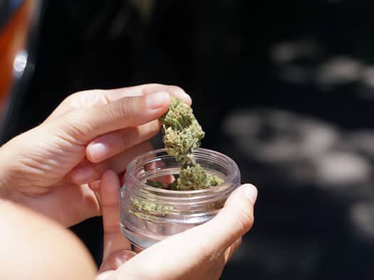 Zwei Hände halten ein kleines, durchsichtiges Glasgefäß und entnehmen eine getrocknete, hellgrüne Cannabisblüte mit feinen Härchen. Der Hintergrund ist dunkel und verschwommen.