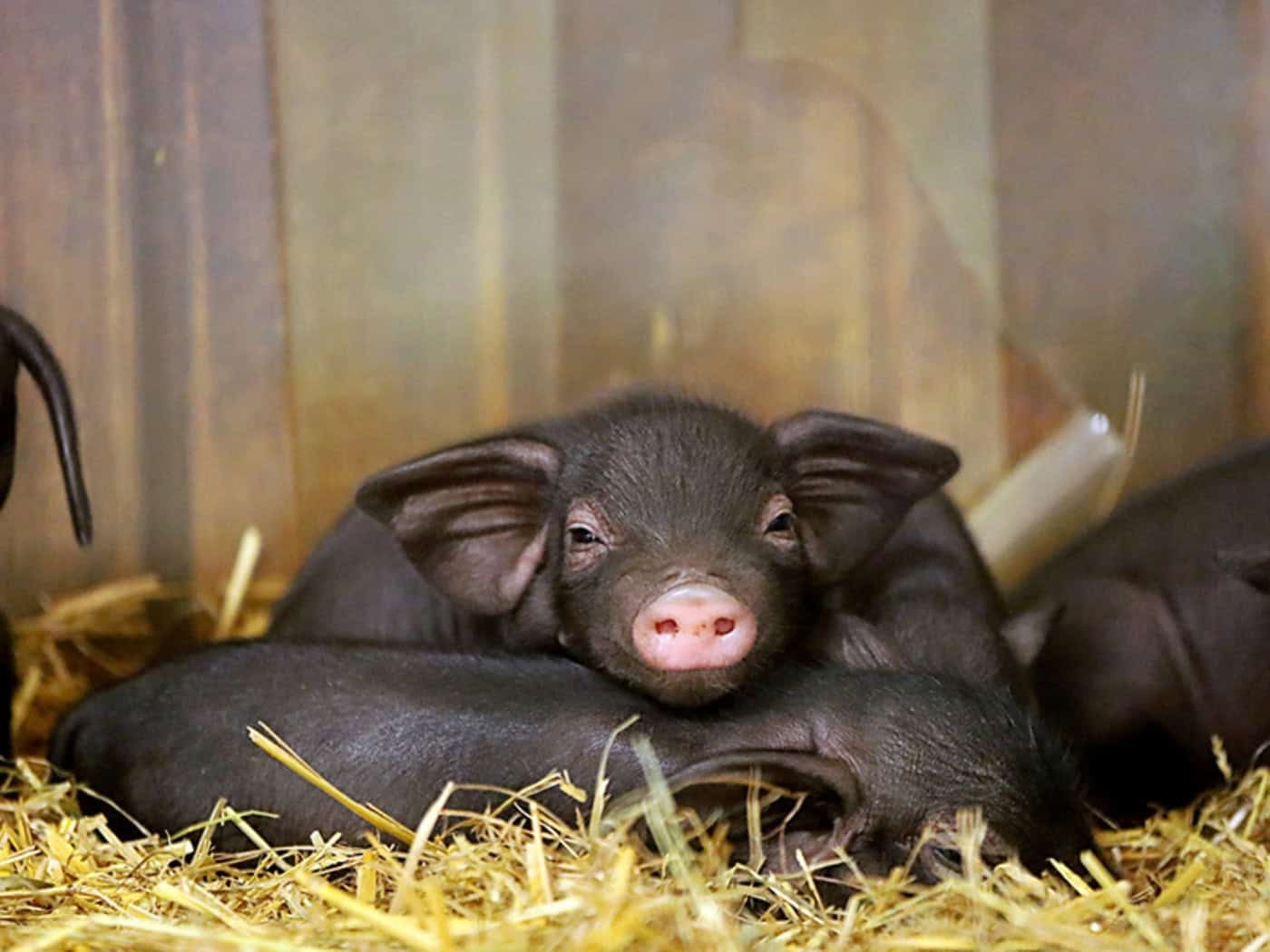 Allerlei Ferkelei im Tierpark Görlitz-Zgorzelec