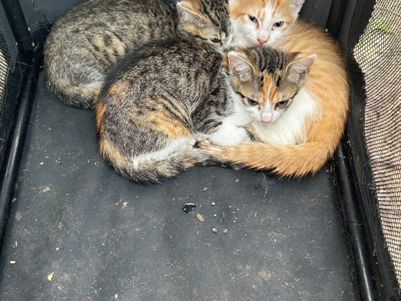 Drei ausgesetzte Katzenbabys am Berzdorfer See gerettet