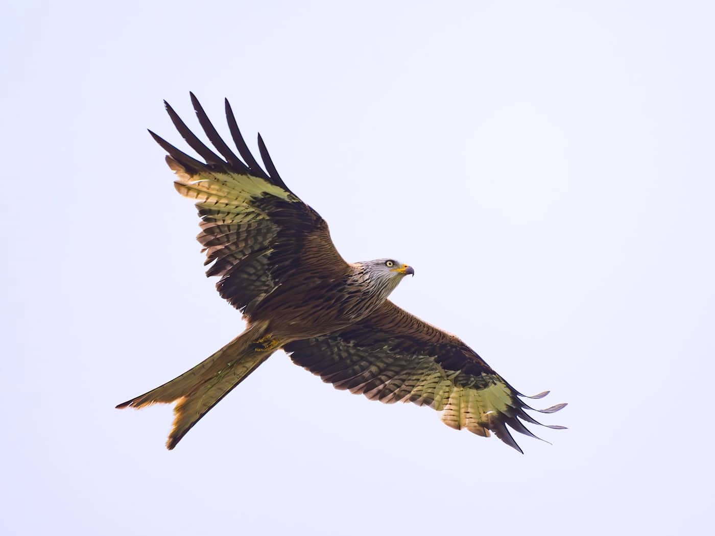 A Resurgence for the Red Kite in the Bautzen District