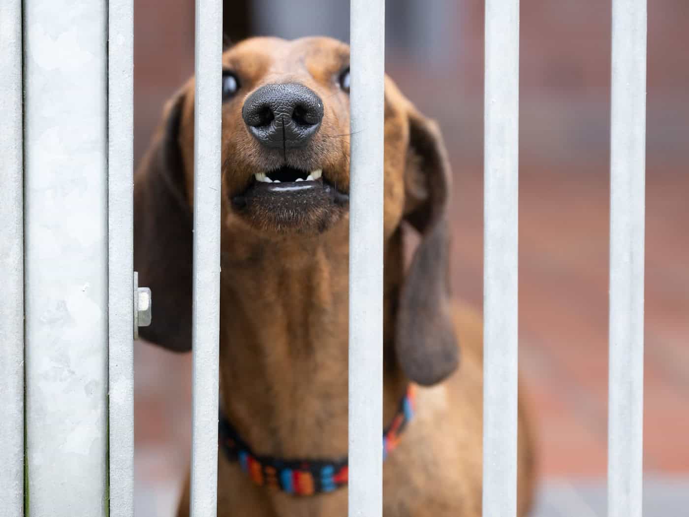 Aggressive Dogs: Authorities Record 613 Incidents