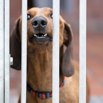 Perros que muerden: las autoridades registran 613 incidentes