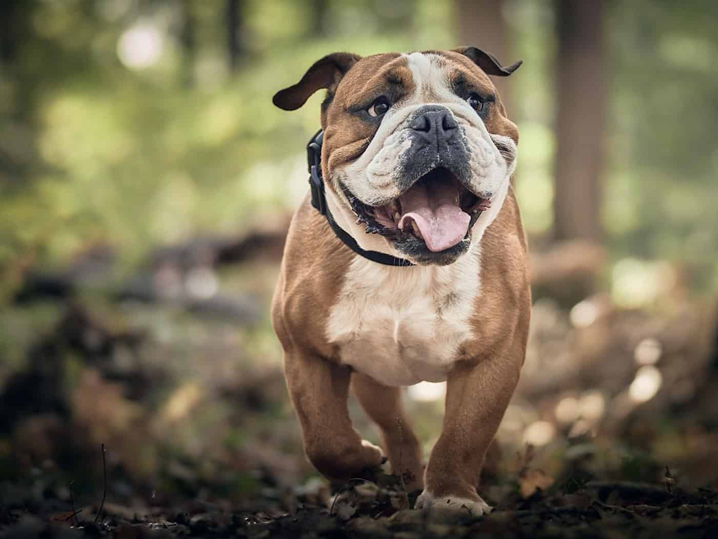 Nach Riesa jetzt auch in Coswig Hundeköder