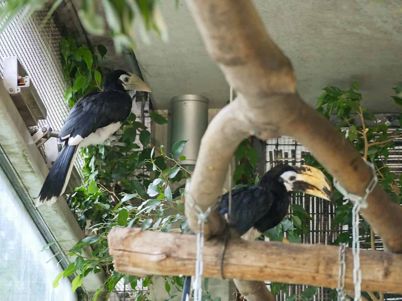 Mláďata s peřím u ohrožených druhů v zoo v Hoyerswerdě