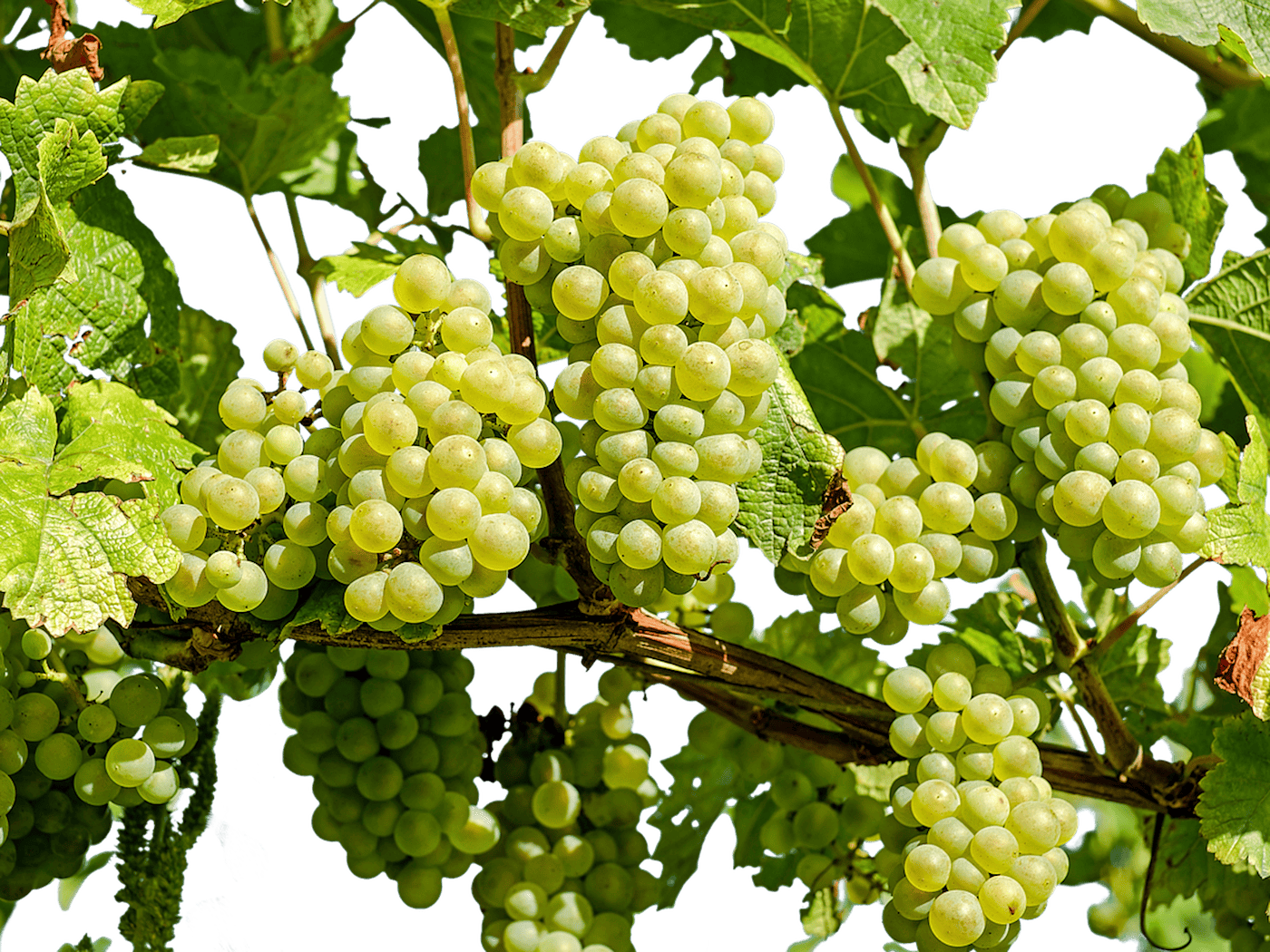 Sicherheit zum Weinfest Meißen: Noch mehr Sperrungen