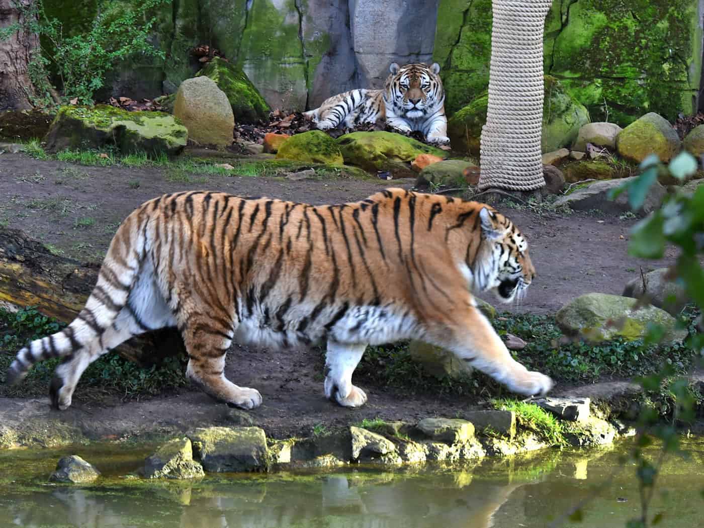 Los Verdes piden que se prohíba la tenencia privada de tigres y otros animales similares