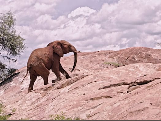 Der Energiebedarf für die Alpenrouten von Hannibal unterschied sich deutlich. Werte solch eines Afrikanischen Elefants, hier am Mount Kenya, halfen das zu berechnen.