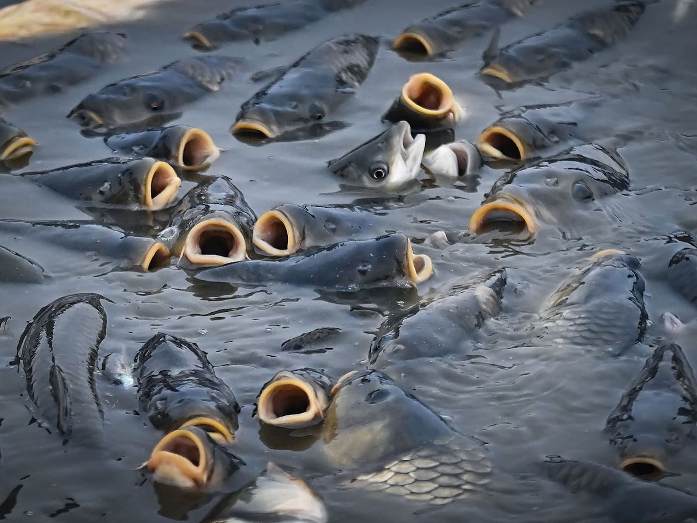 Heat Causes Stress in Fish in Water Bodies