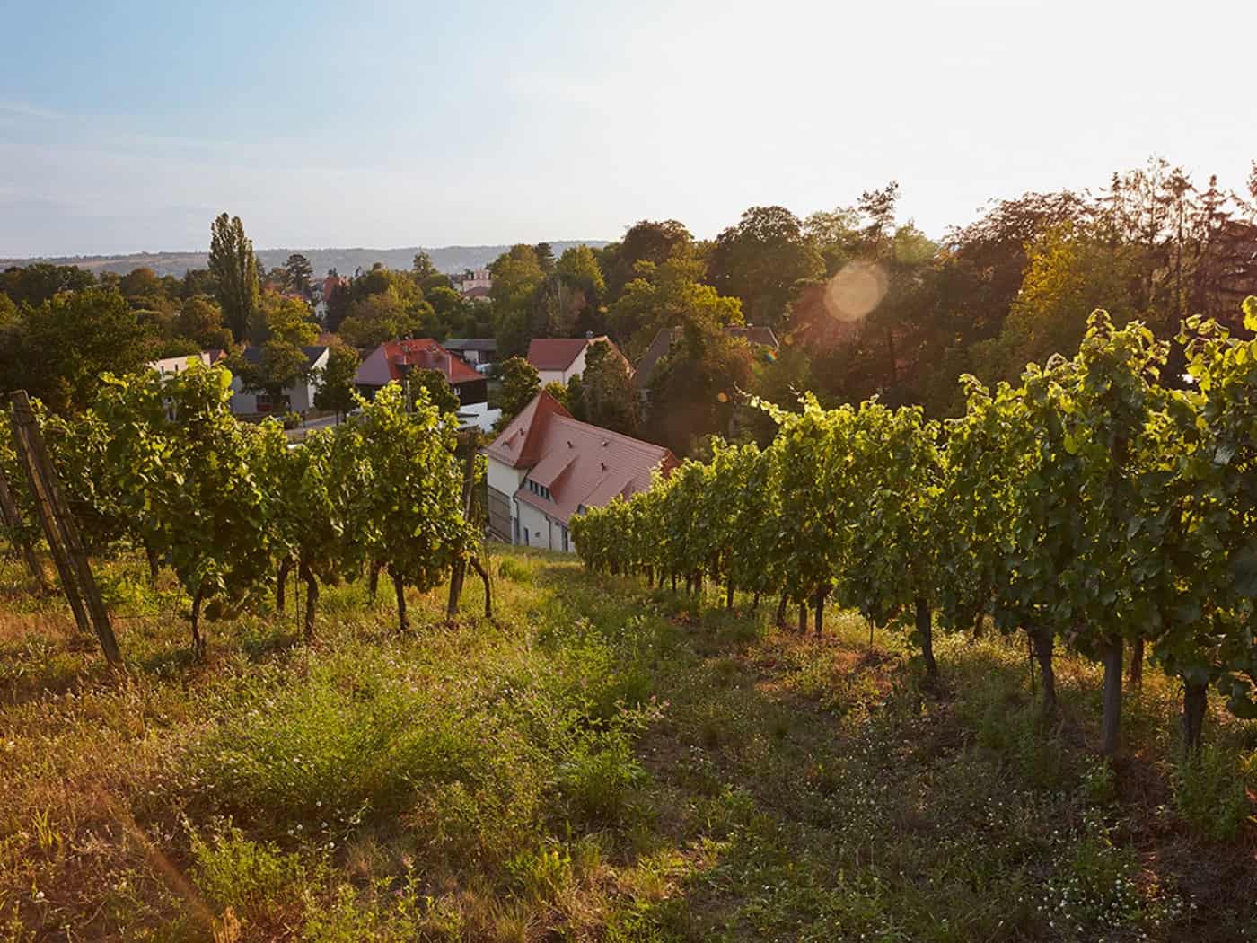 Sechs Medaillen für Bio-Weingut Hoflößnitz in Radebeul