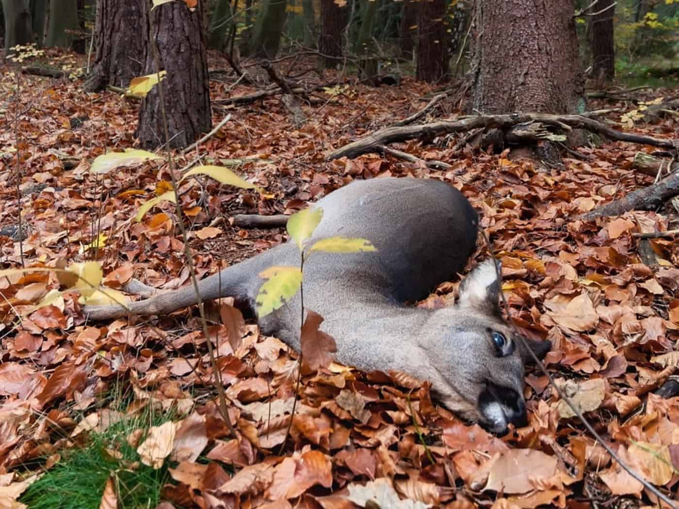 Klipphausen: Auto überschlägt sich bei Wildunfall