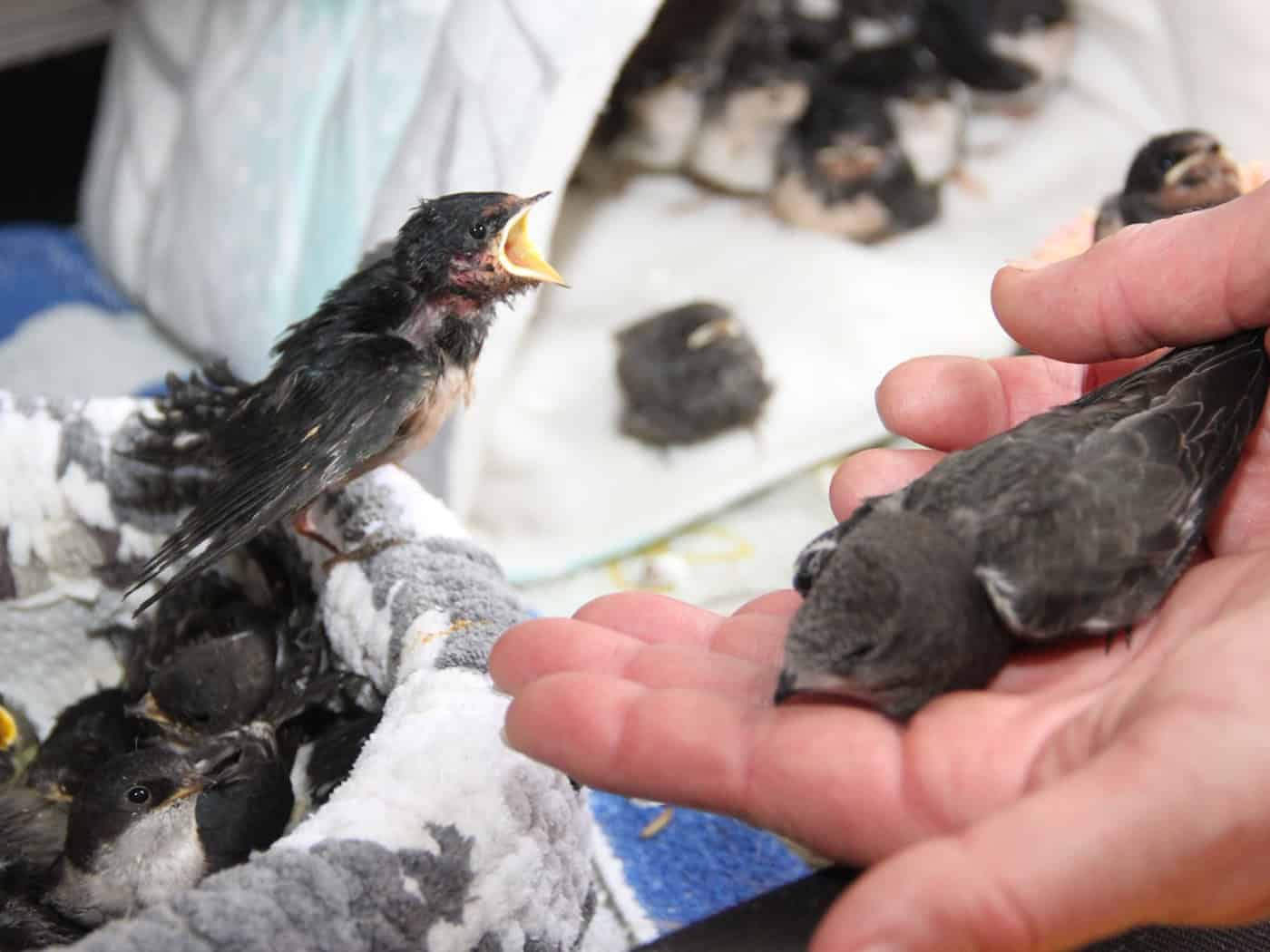 Young birds fled from overheated nests