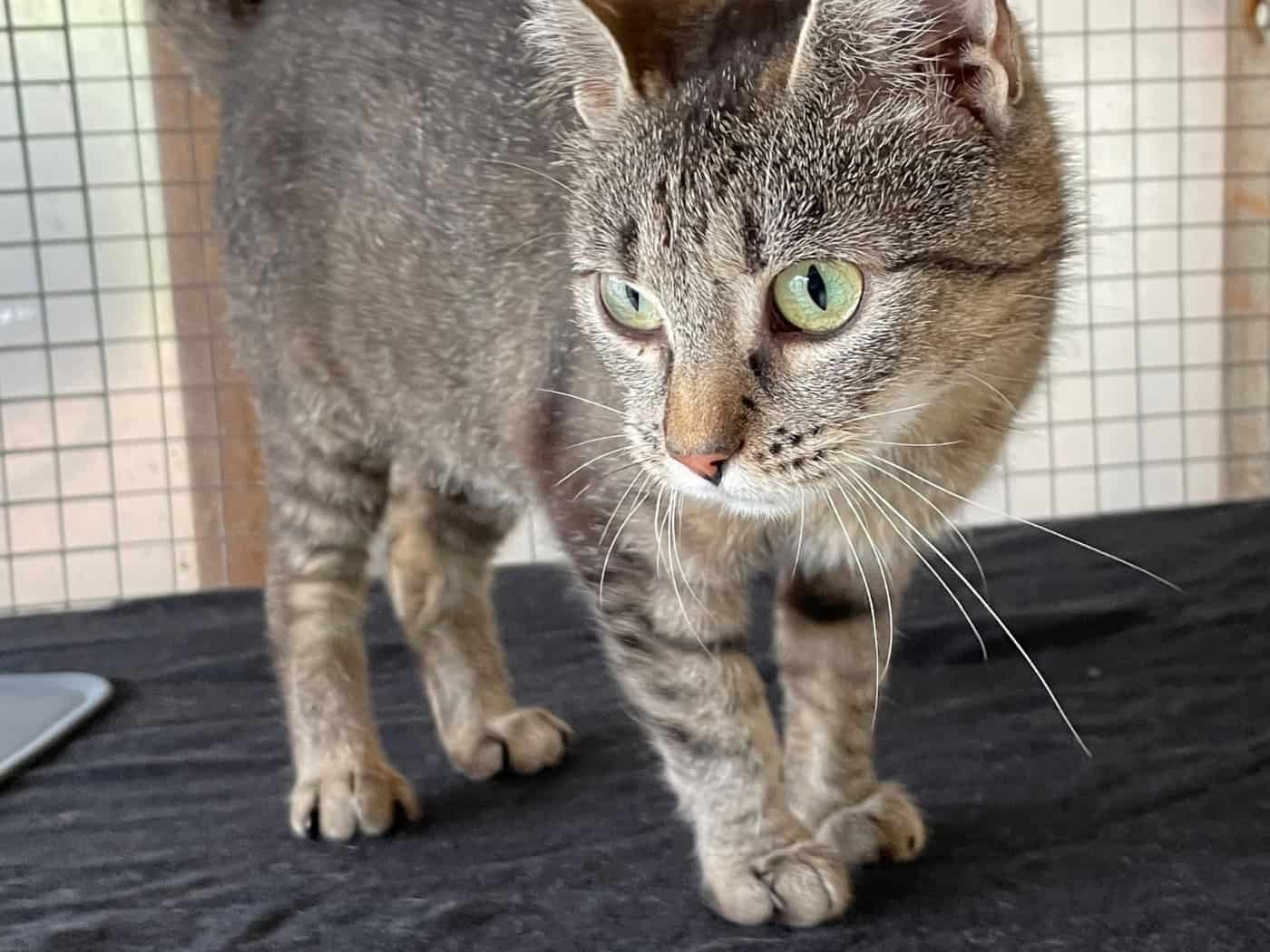 Tierheim Meißen sucht Zuhause für Katze Ekatharina