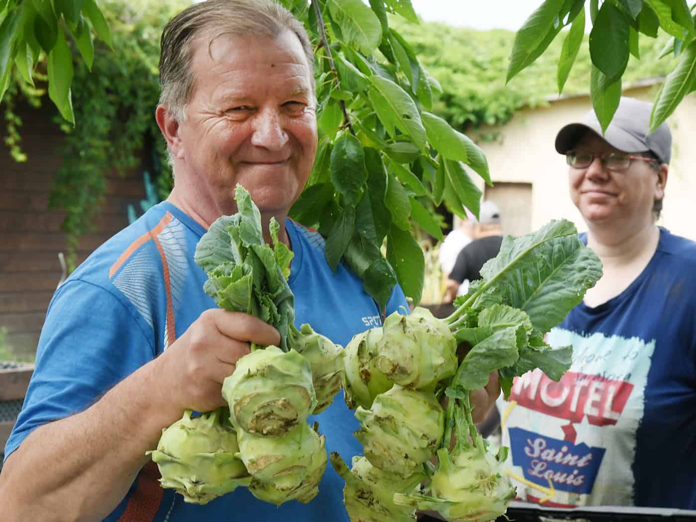 Kohlrabi ernten, um Teil der Gesellschaft zu bleiben