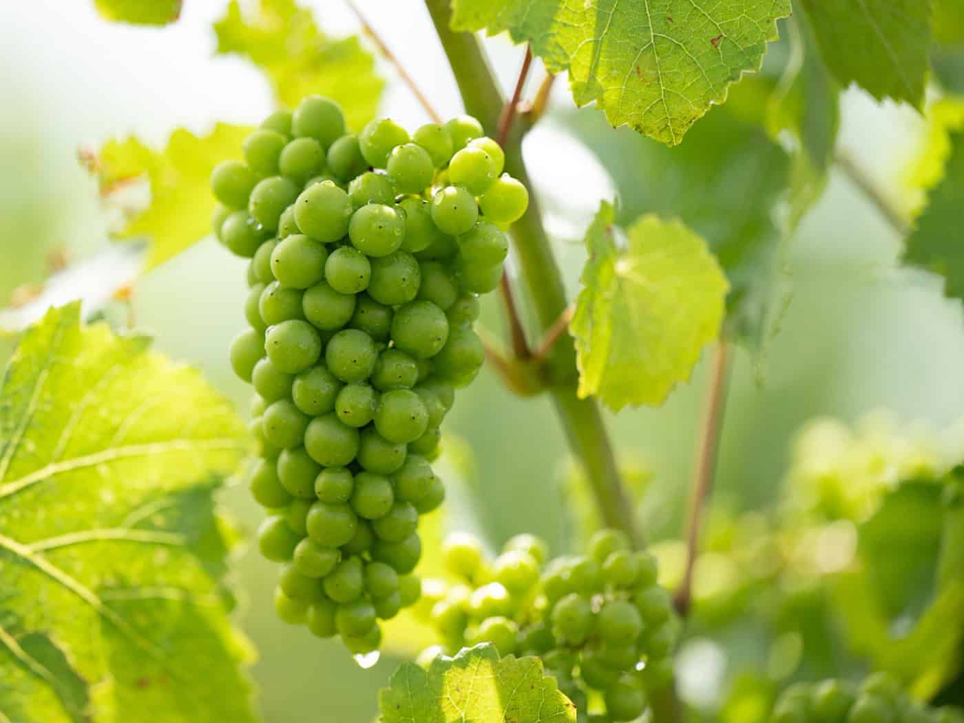 State Foundation Presents Eco-Vineyard