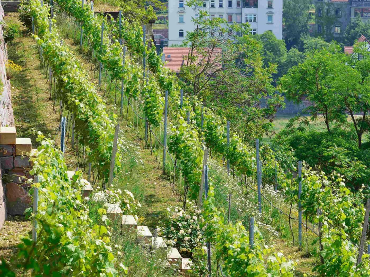 Öko-Weinberg in Meißen wird Vorbild für Umweltbildung und Artenschutz
