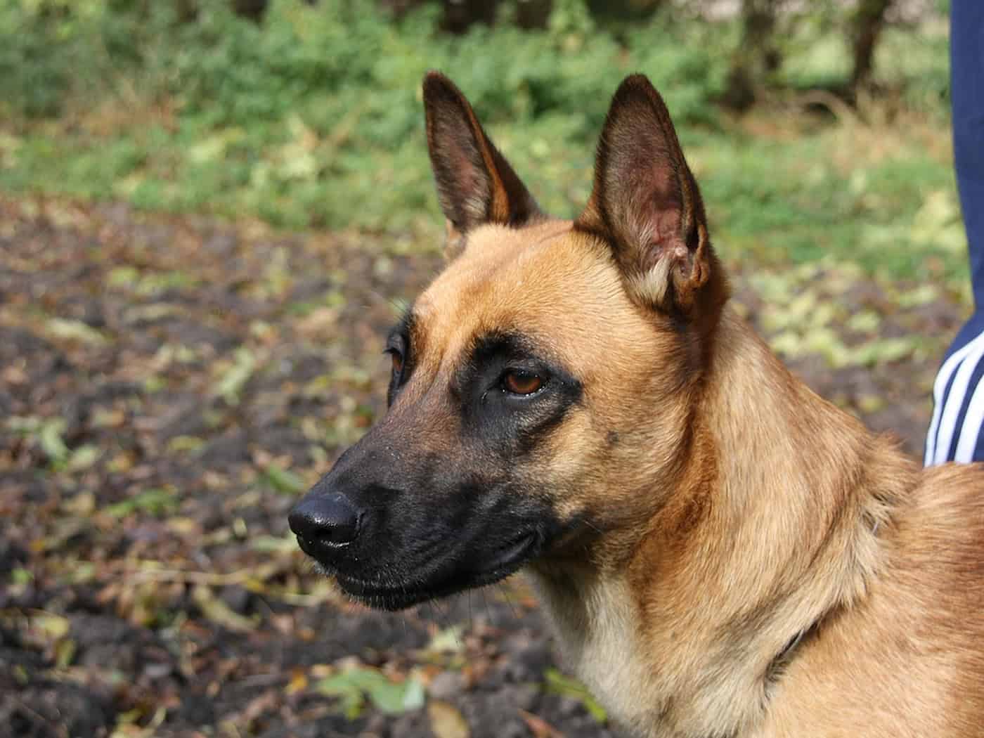 Entlaufener Dresdner Diensthund nach Zugunglück tot