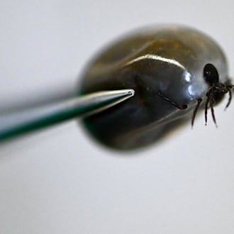 Lékaři hlásí více případů lymské boreliózy v Sasku