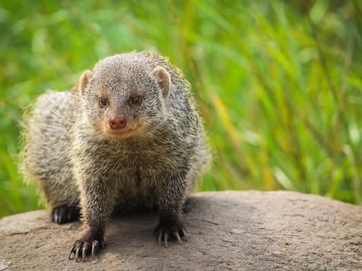 Tierpatenschaften in Strehla: Kleintierzoo sucht Unterstützer