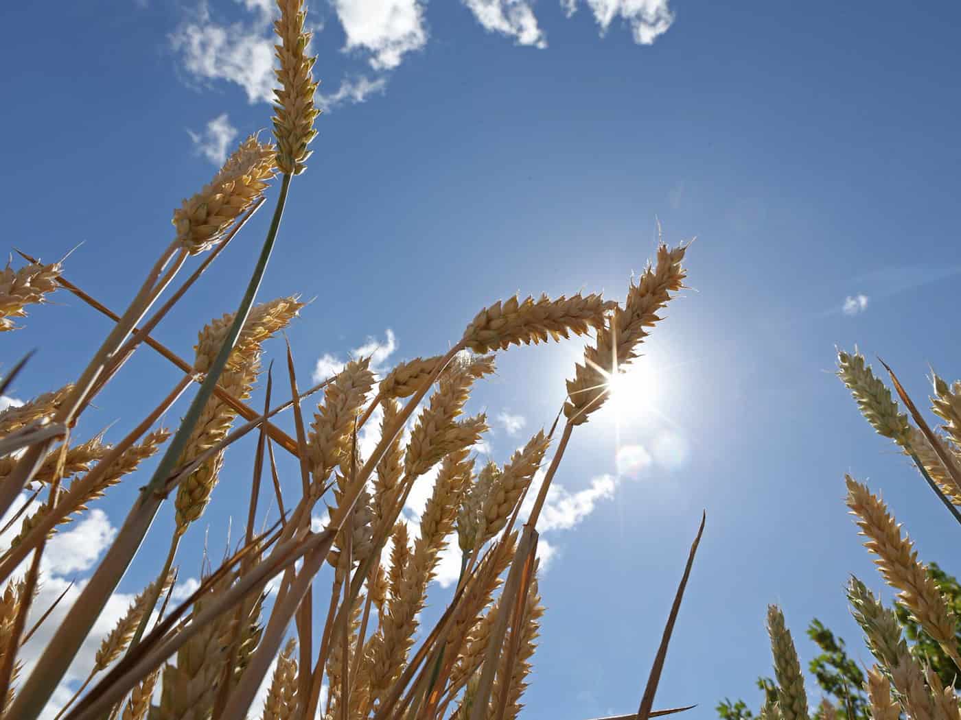 Nach leichter Abkühlung kehrt der Sommer zurück