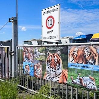 Obduktionsergebnis: Helfer starb durch Tiger-Angriff