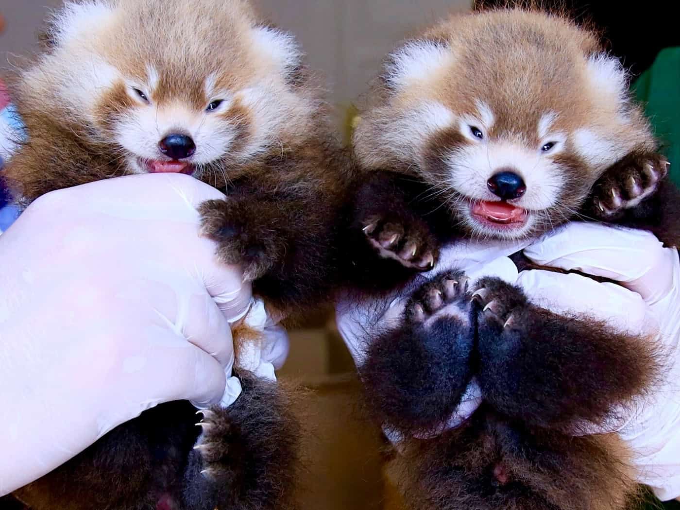 Zwillingsnachwuchs bei den Roten Pandas im Tierpark Görlitz