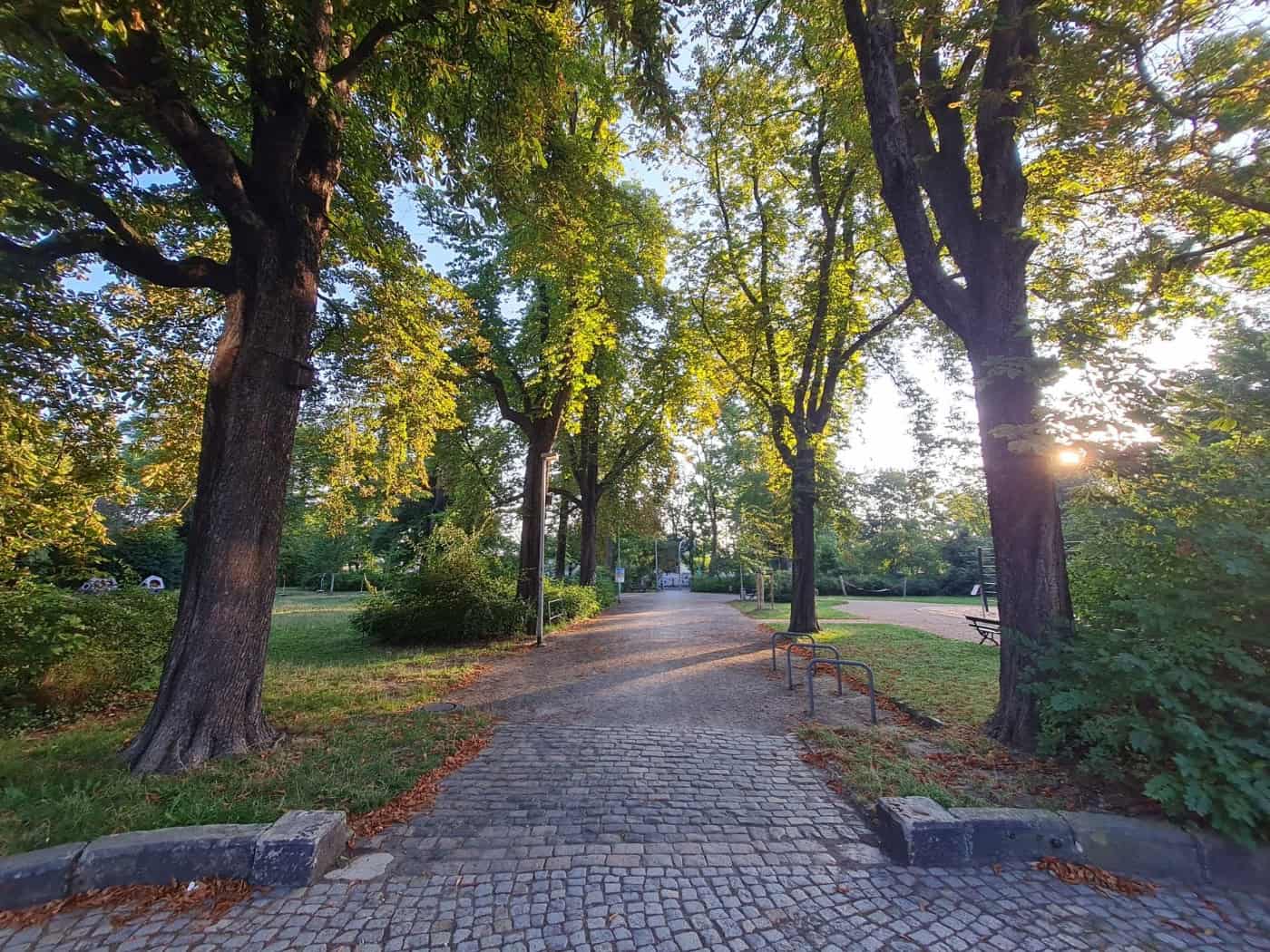 Ein gepflasterter Weg führt zwischen zwei großen alten Bäumen in den Briesnitzer Park. Die tiefstehende Sommersonne bricht durch das dichte grüne Laub der Bäume. Am Wegrand sind Fahrradständer aus Metall zu sehen.