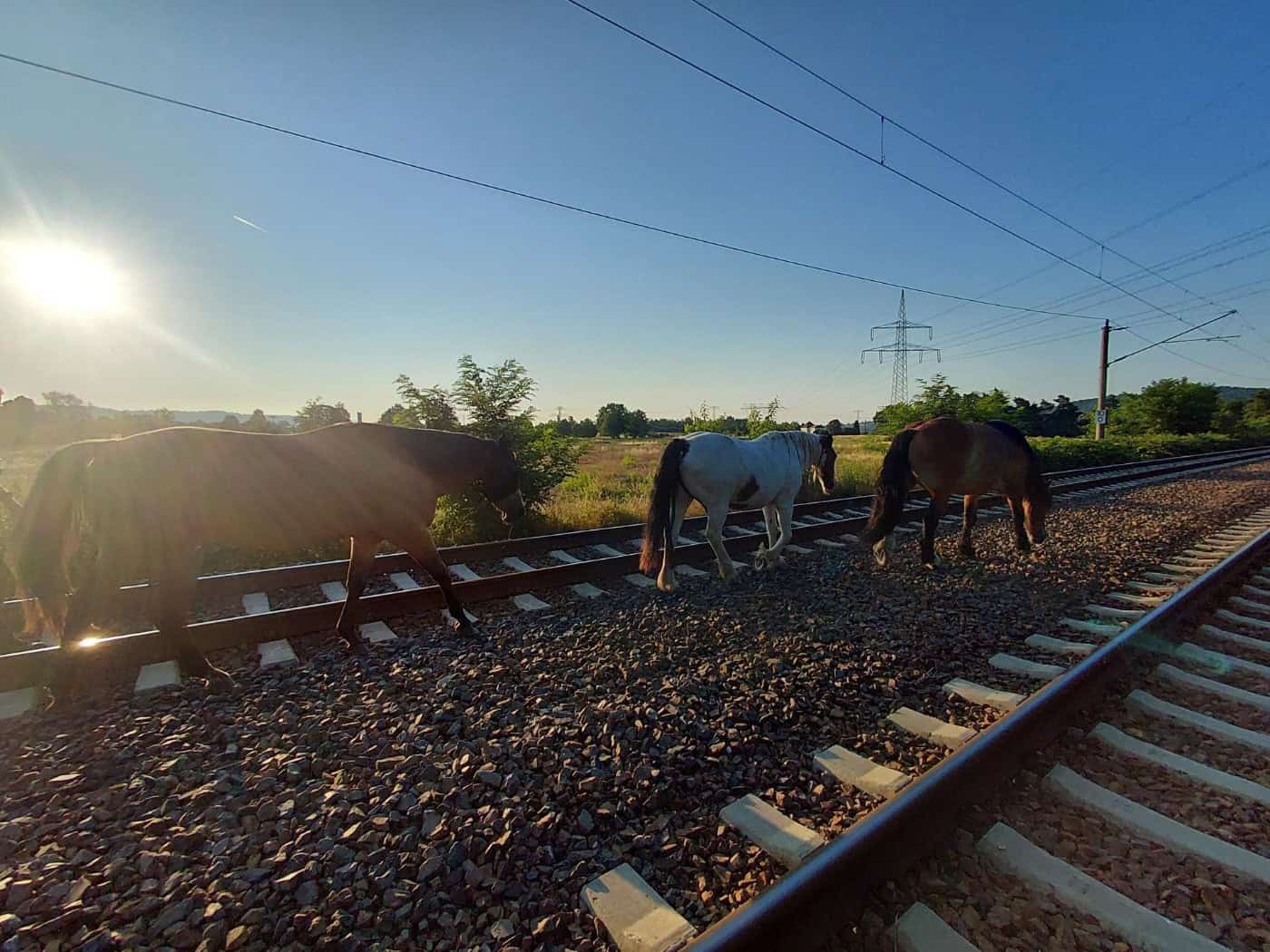 Drei Pferde – zwei braune und ein weiß-braun geschecktes – laufen hintereinander auf den Schottersteinen einer zweigleisigen Eisenbahnstrecke. Am blauen Himmel verlaufen Oberleitungen, während links die tiefstehende Morgensonne hell ins Bild scheint.