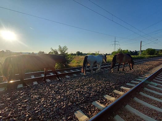 Drei Pferde – zwei braune und ein weiß-braun geschecktes – laufen hintereinander auf den Schottersteinen einer zweigleisigen Eisenbahnstrecke. Am blauen Himmel verlaufen Oberleitungen, während links die tiefstehende Morgensonne hell ins Bild scheint.