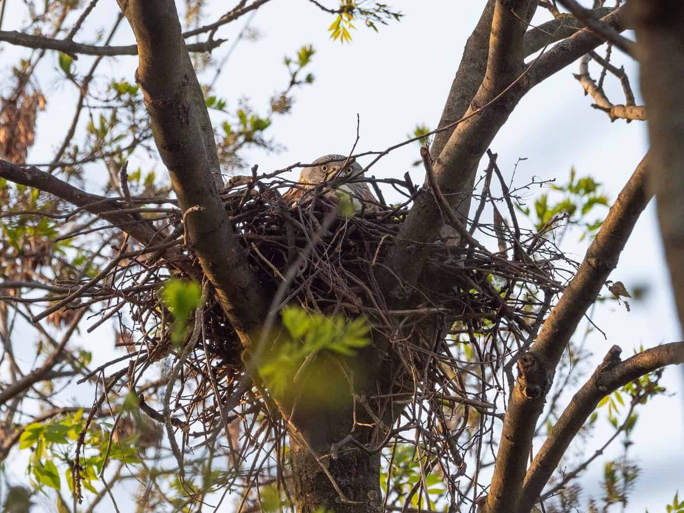 Freiwilliges Ökologisches Jahr beim Förderverein der Sächsischen Vogelschutzwarte Neschwitz