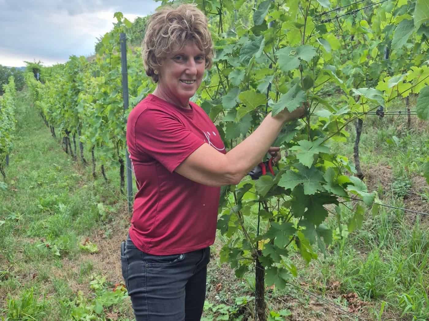 Jugendliche bewirtschaften Weinberg der Kinderarche Radebeul