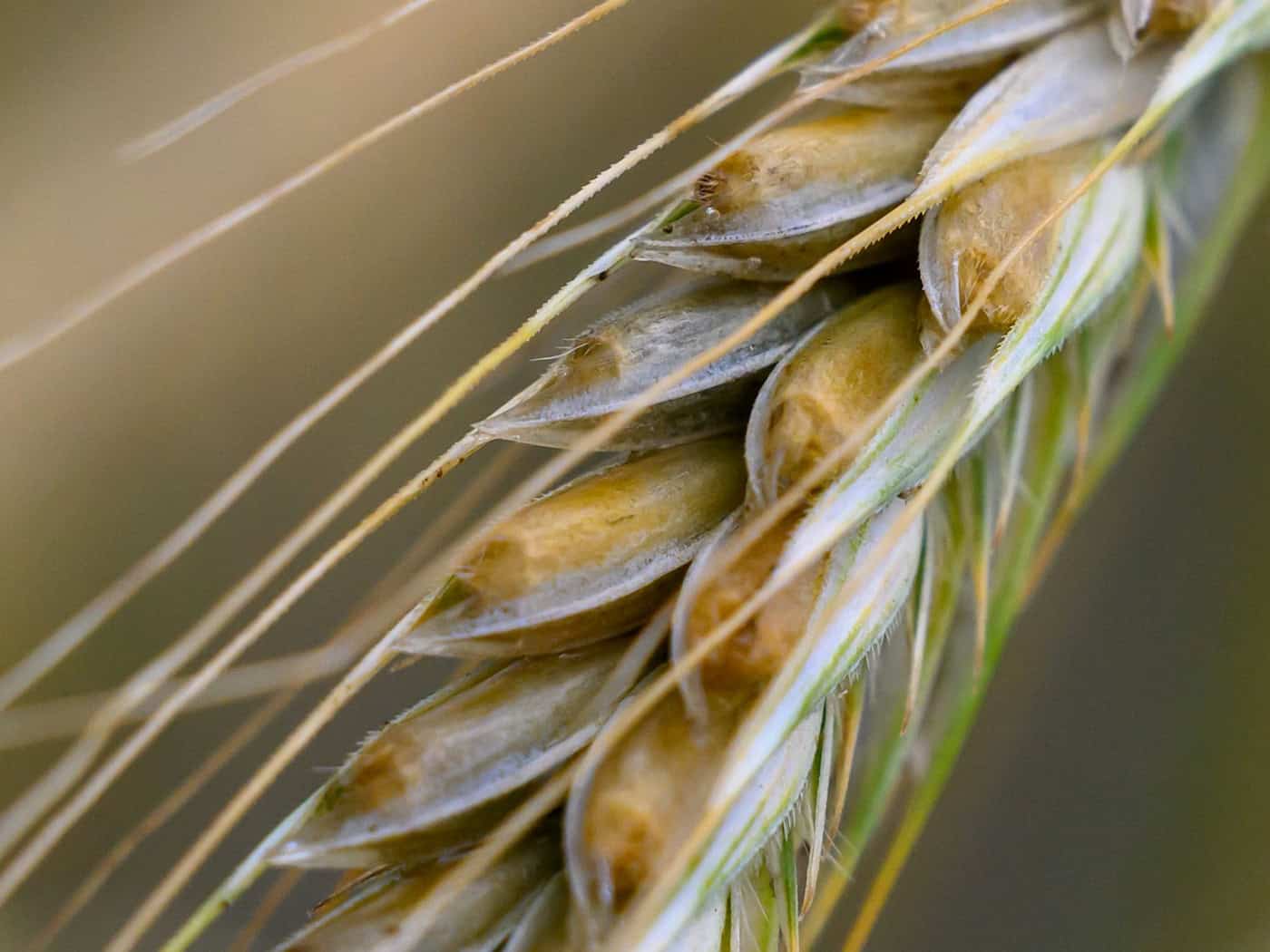 Sachsens Bauern warnen: Steigende Kosten belasten Betriebe
