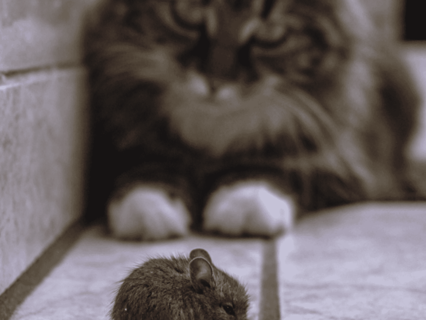 Warum bringen Katzen ihre Beute mit nach Hause und lässt sich das verhindern?