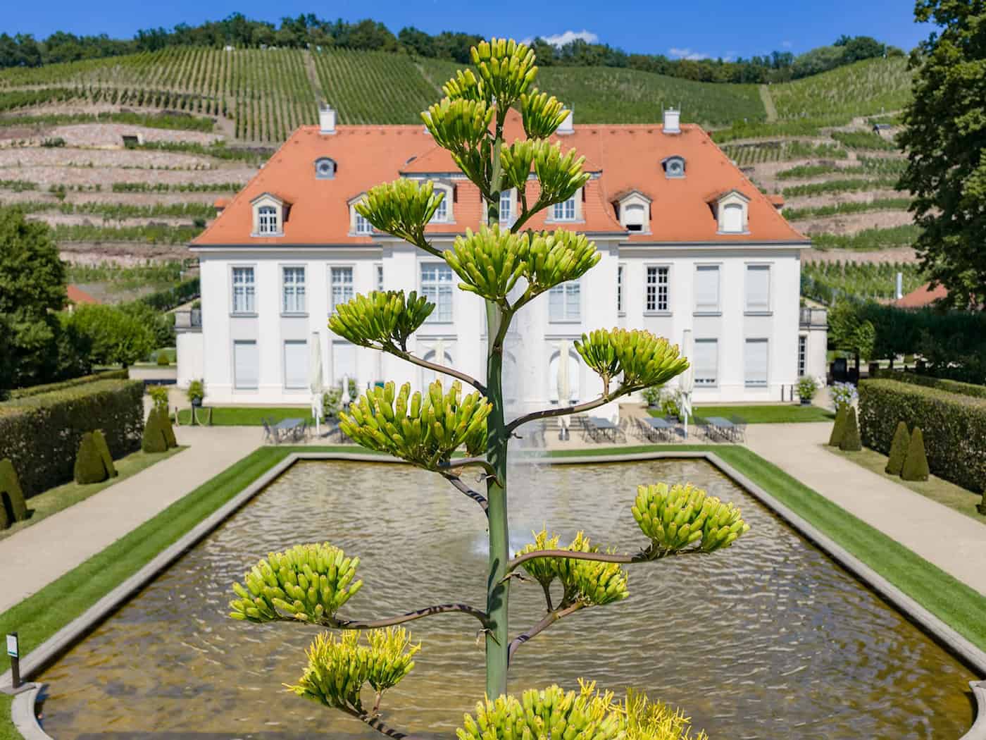 A Rare Agave Blossom at Wackerbarth Castle