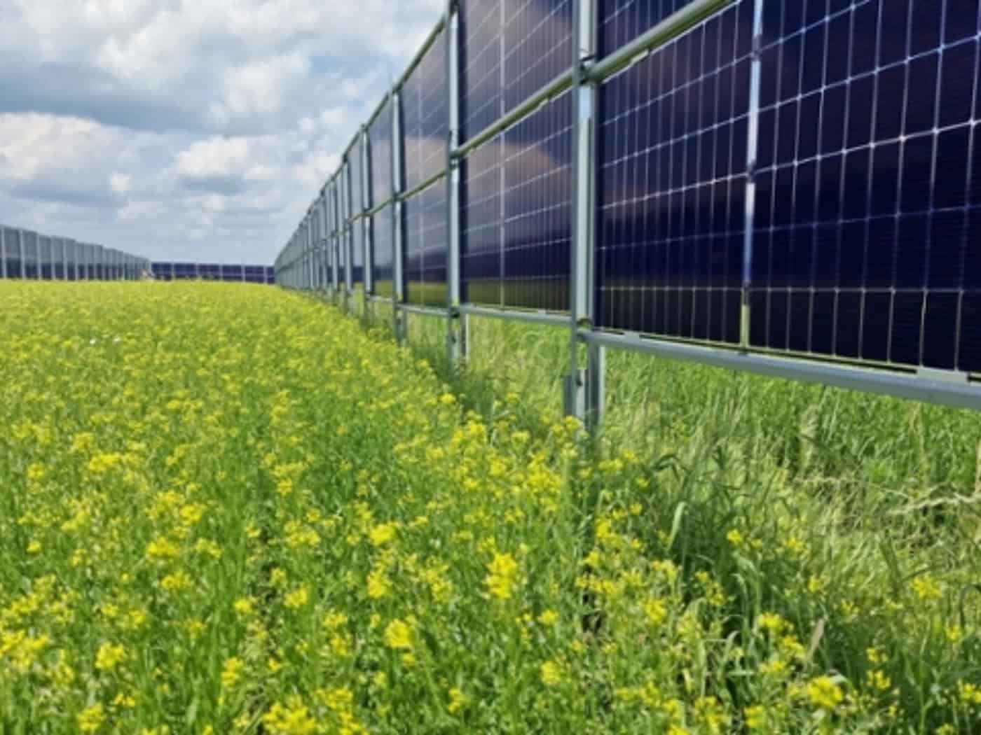 Sächsische Wildbienen mögen Solarmodule