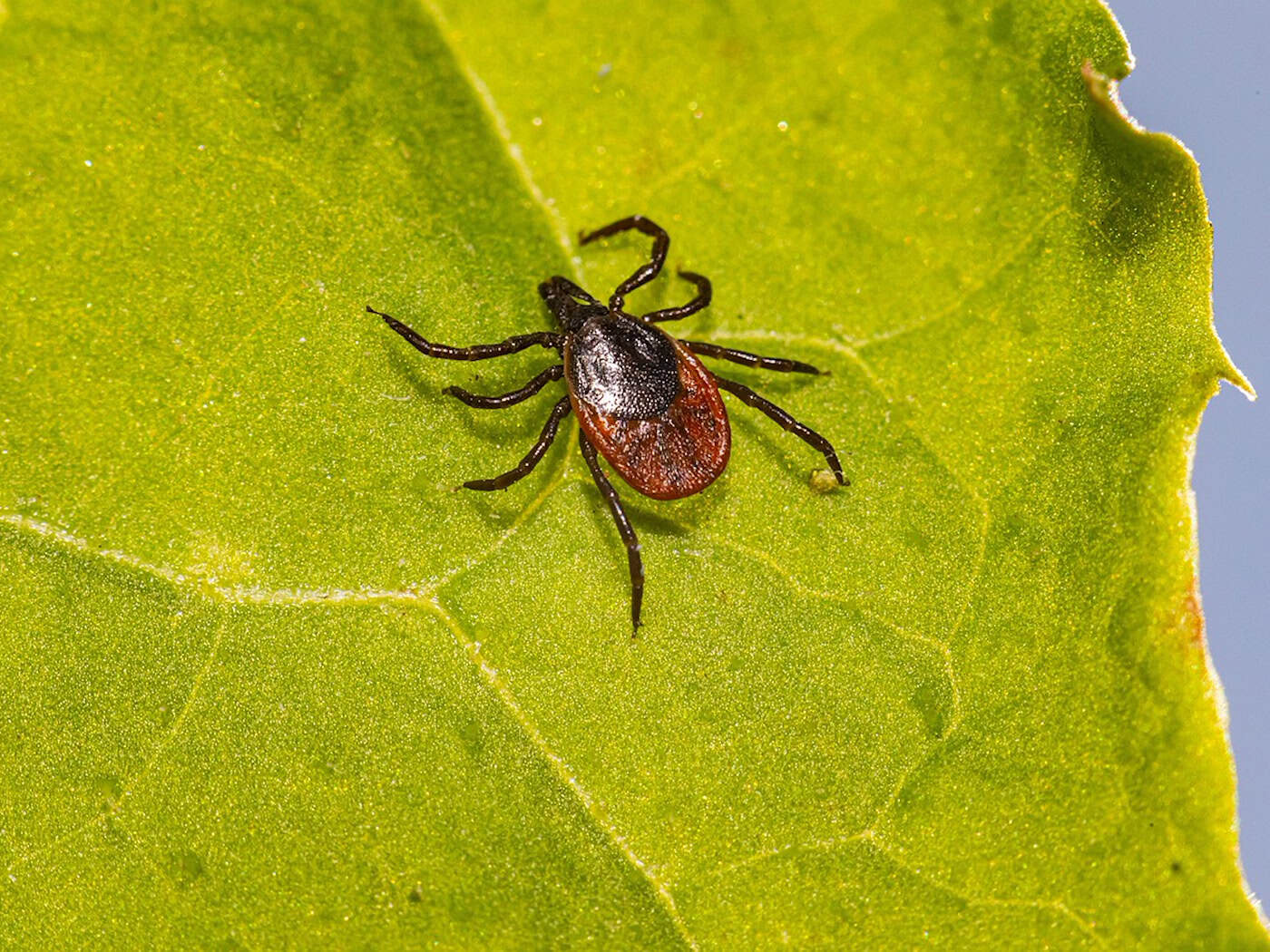 Zeckengefahr: Borreliose-Fälle in Tschechien steigen stark an