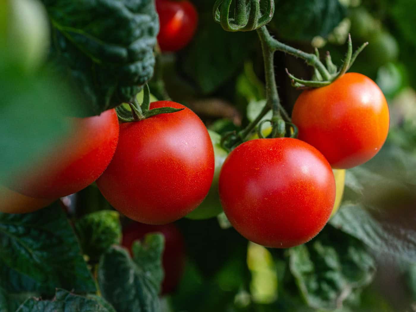 Researchers want to make tomatoes resilient to climate change.