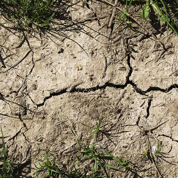 Cracks in the ground show the effects of the drought.