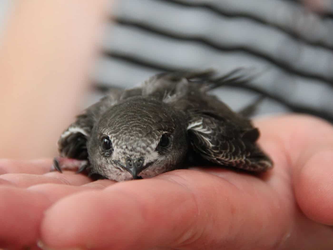 Bird Chicks in Distress After Heat Wave—Rescuers at Their Limit
