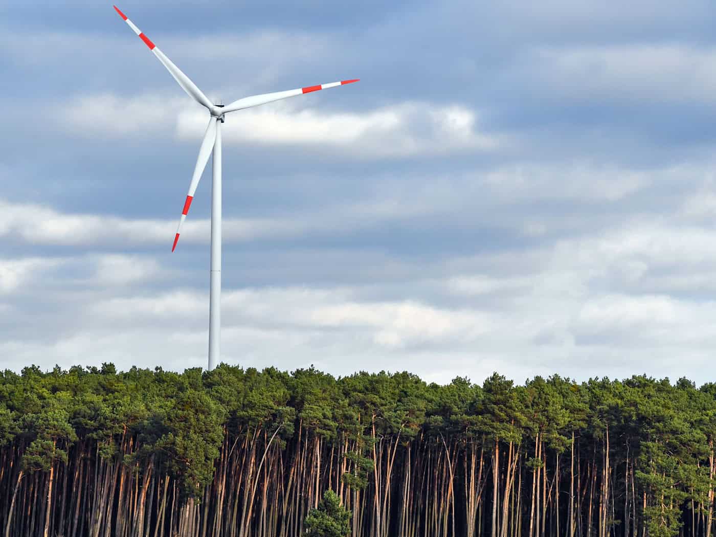Nuevos obstáculos para la energía eólica en los bosques