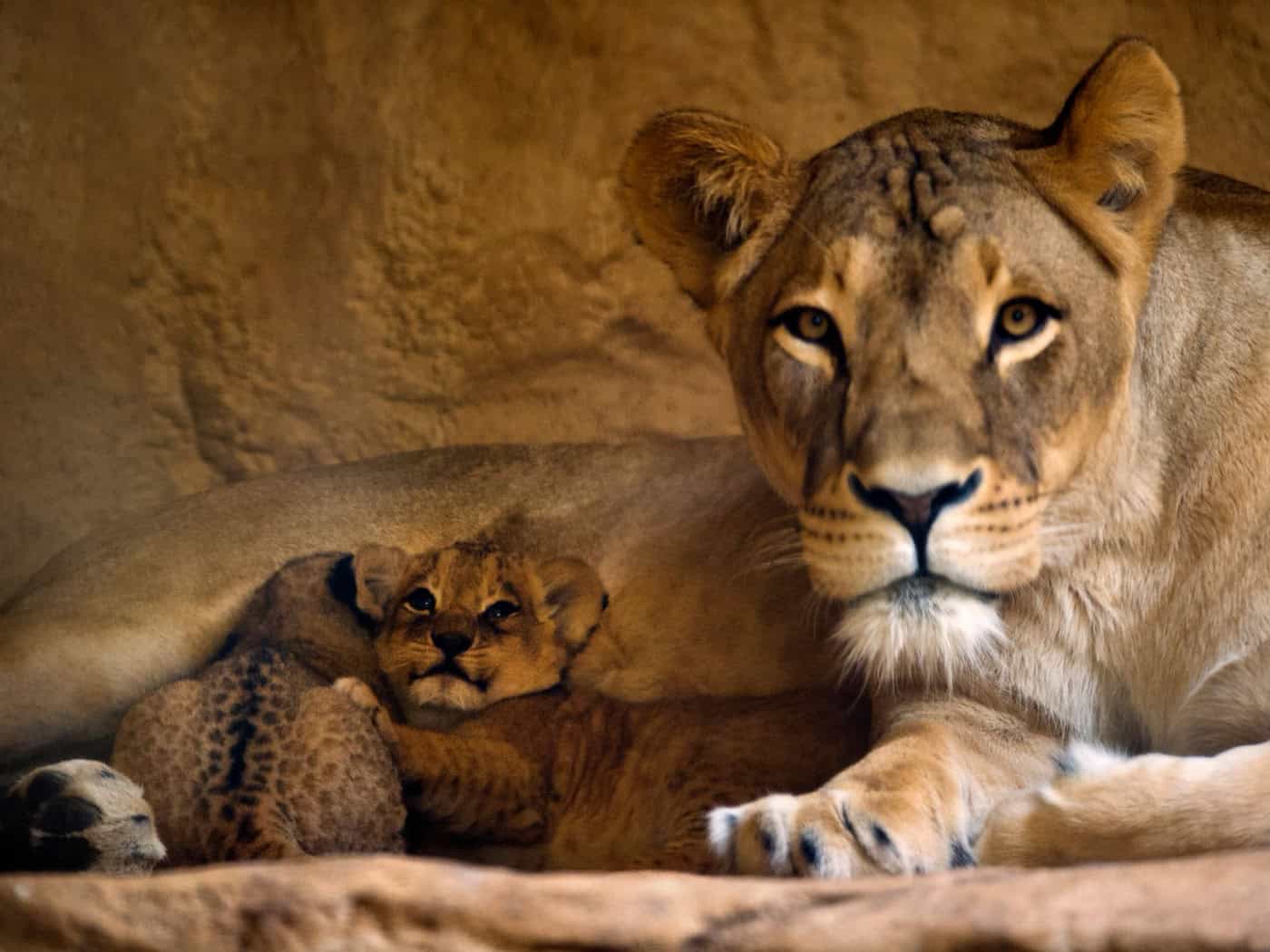 Zoo Dresden nimmt Abschied von Löwin Layla