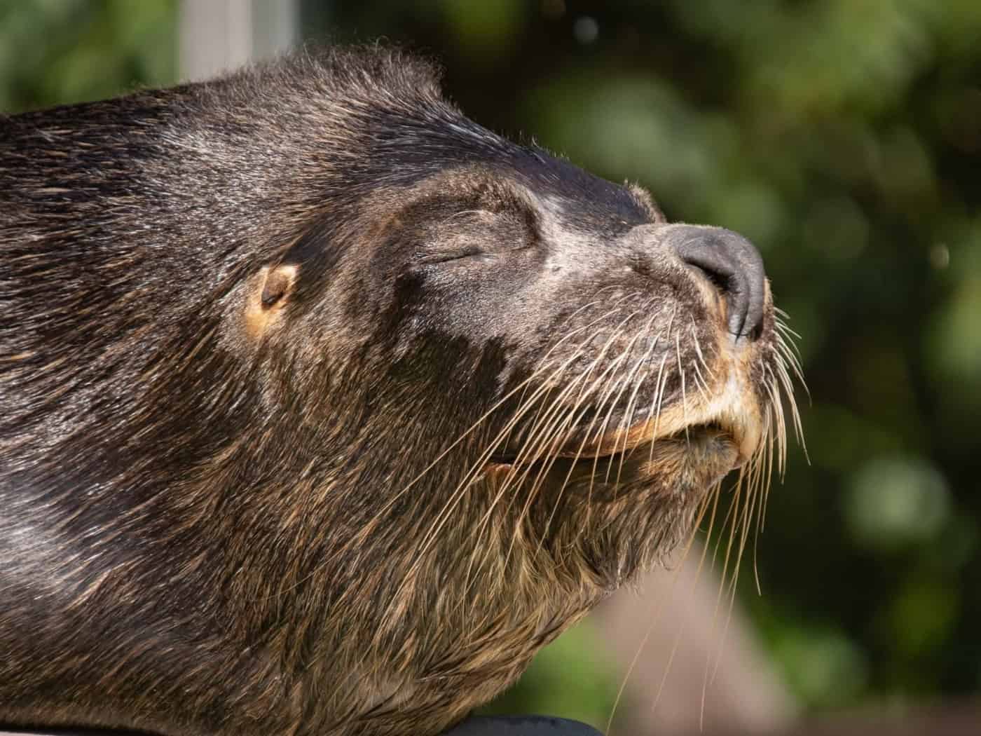 Zoo Liberec: Seelöwe Hugo stirbt nach verschluckter Puppe