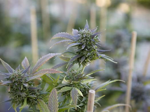 Dicht bewachsene CBD-Blüten mit sichtbaren Trichomen