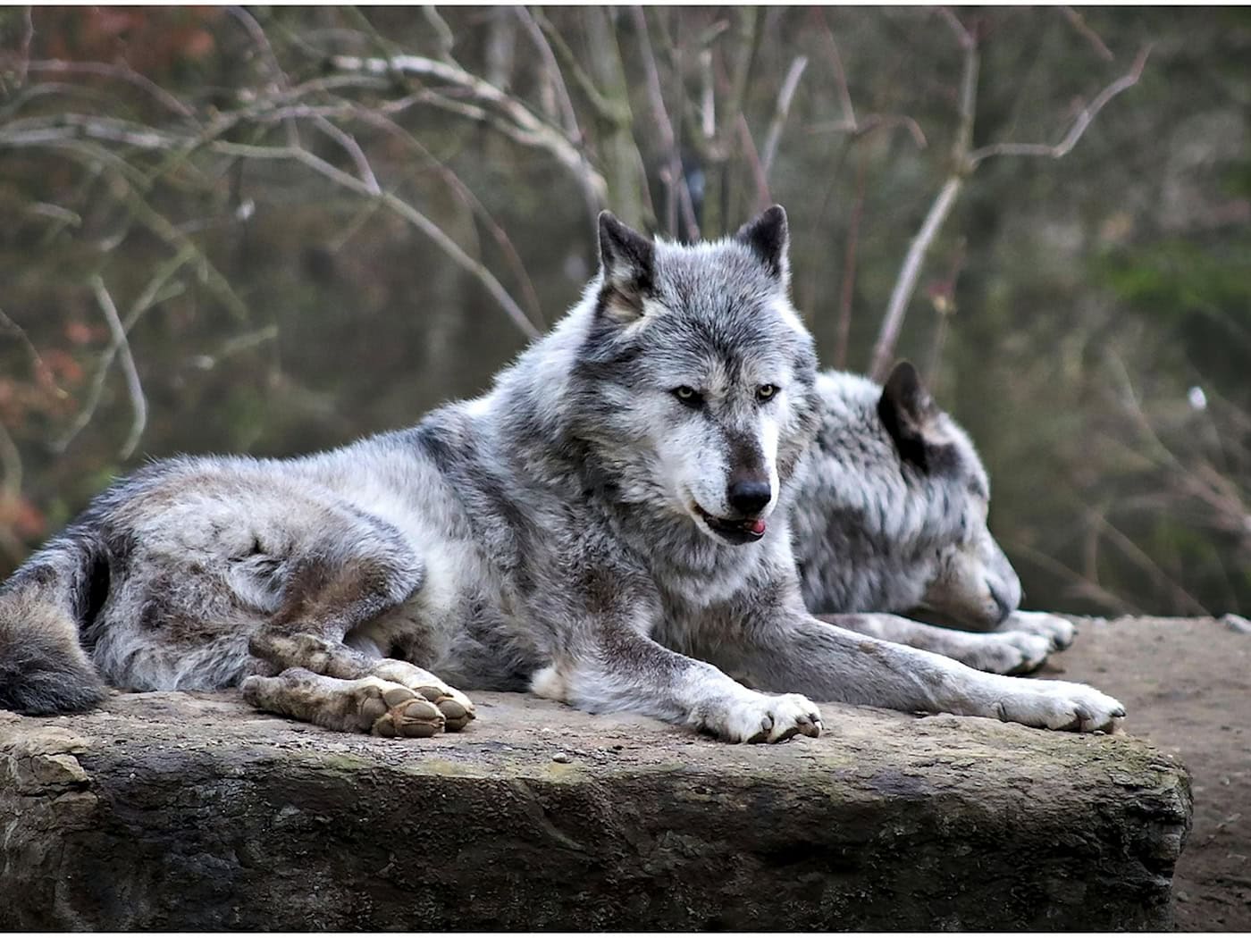 Neun Wolfsrisse im Kreis Meißen: Warnung vor der Hauptrisikozeit