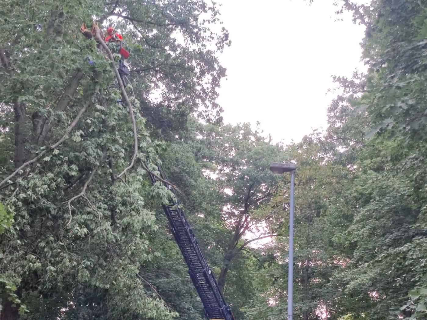 Ast droht zu stürzen: Straße in Moritzburg gesperrt
