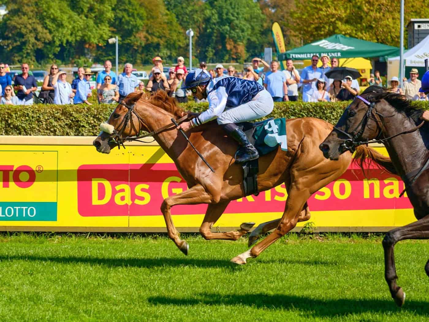 Partyrenntag: Galopprennen im Scheibenholz Leipzig mit zwei Jockeys auf der Zielgeraden vor Publikum